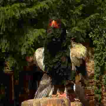 Le Schmol Block, qui gagnera? Singes, sanglier, âne ou kangourou?