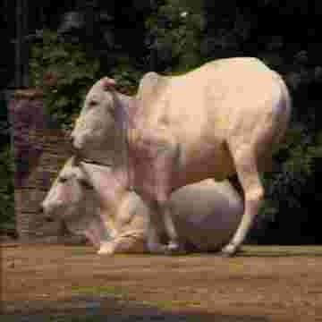 Tous les animaux s'entrainent pour les Jeux Olympiques