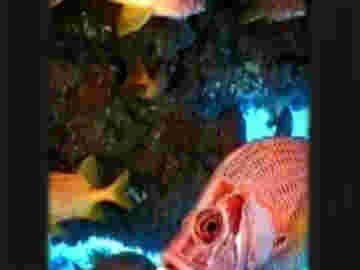 Cocktail de poissons tropicaux multicolores