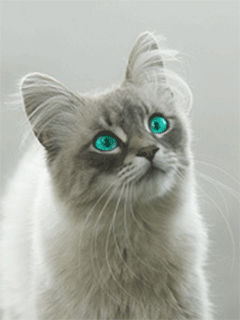 Chat yeux bleus