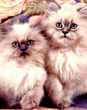 Deux chatons poilus sur ton écran