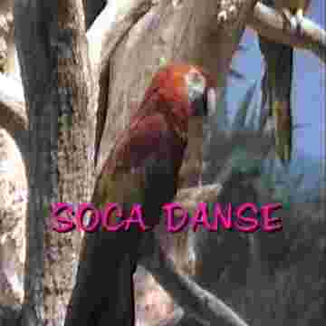 Cours de Soca danse par le perroquet
