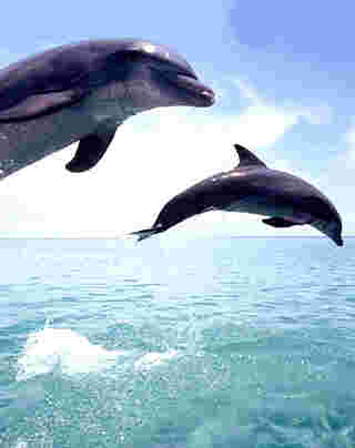 Dauphins 3