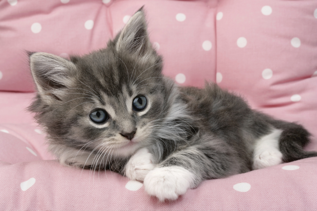 Chaton gris à cajoler