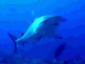 Le requin blanc est le roi des océans, si beau et si terrible à la fois