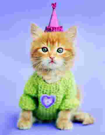 Jimmy le chat toujours prêt à faire la fête!