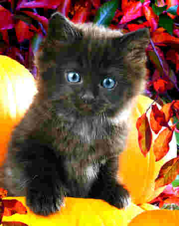 Chat mignon yeux bleus dans les bois