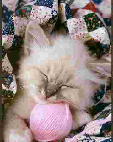 Chaton mignon endormi avec sa pelote de laine
