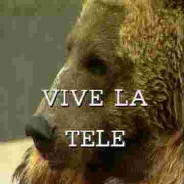 L'ours ivre ramène une télé en pierre à la maison