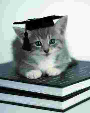 Belle le chaton diplômé!