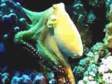 La beauté des pieuvres