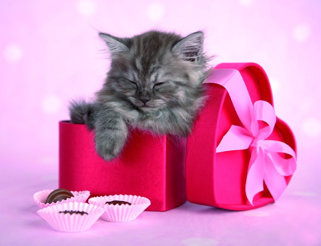 Chaton Bonnie endormi dans une boite!