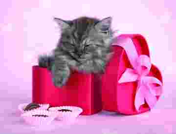 Chaton Bonnie endormi dans une boite!