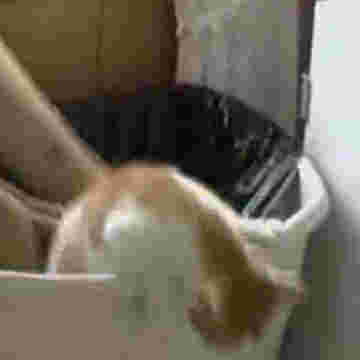 Chaton explorateur atterrit directement dans la poubelle!