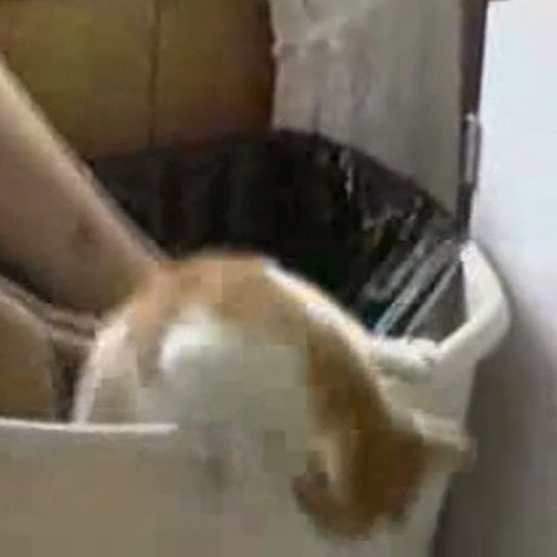 Chaton explorateur atterrit directement dans la poubelle!