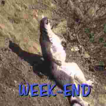 Week-end détente pour Robert et ses amis!