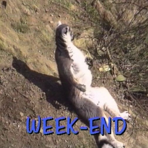 Week-end détente pour Robert et ses amis!