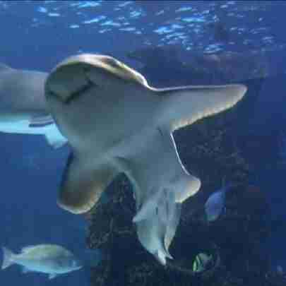 Un aquarium remplit de terribles requins