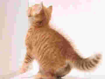 Chaton qui tente de s'échapper