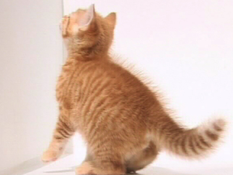 Chaton qui tente de s'échapper