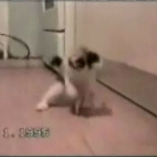 Des chats malicieux et rigolos sur ton mobile!