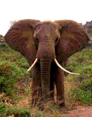 Un éléphant d'Afrique