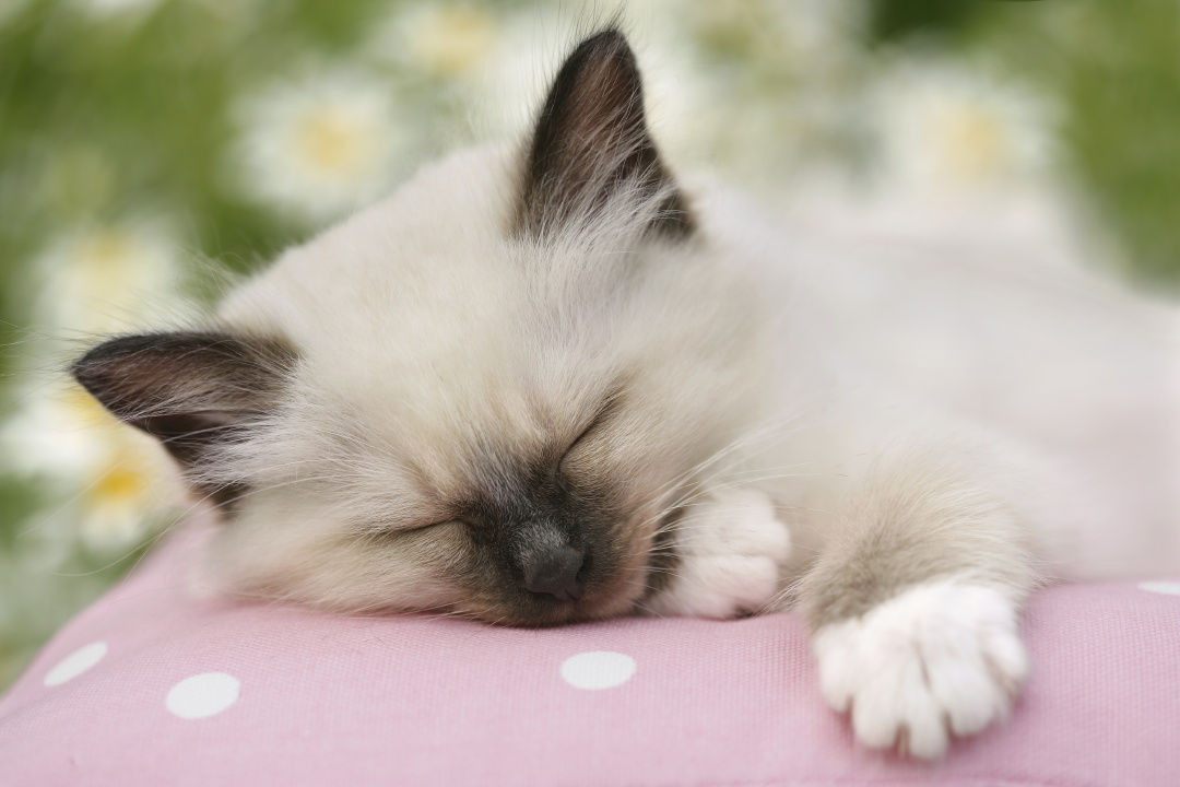 Dors bien chaton blanc