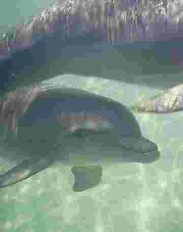 Bébé dauphin suit la bande