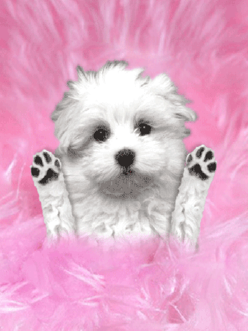 Bichon lèche écran