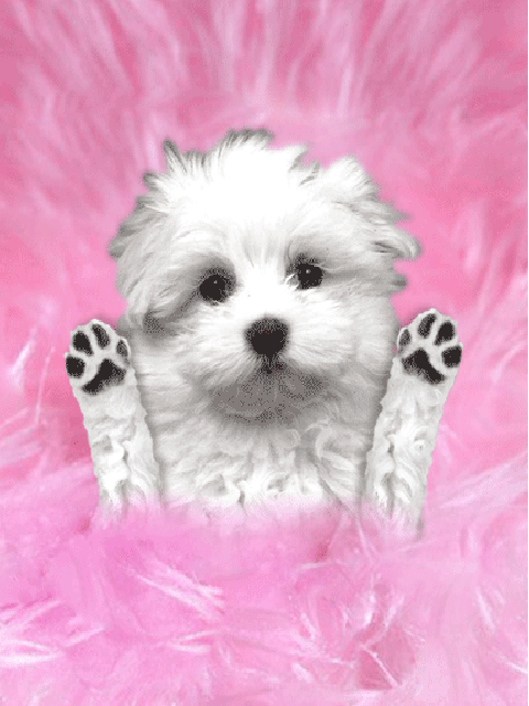 Bichon lèche écran